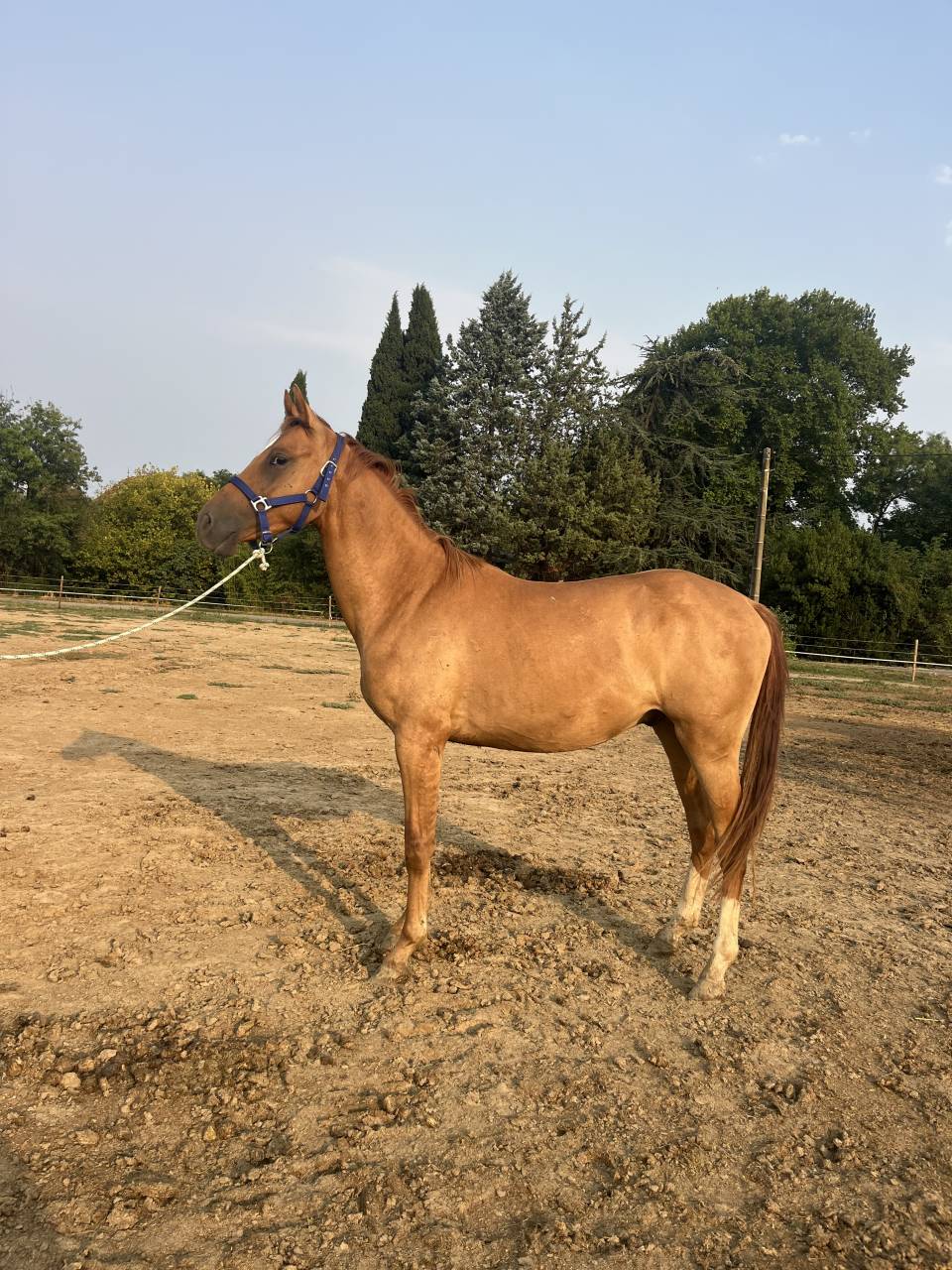 Poney Ed Sheran