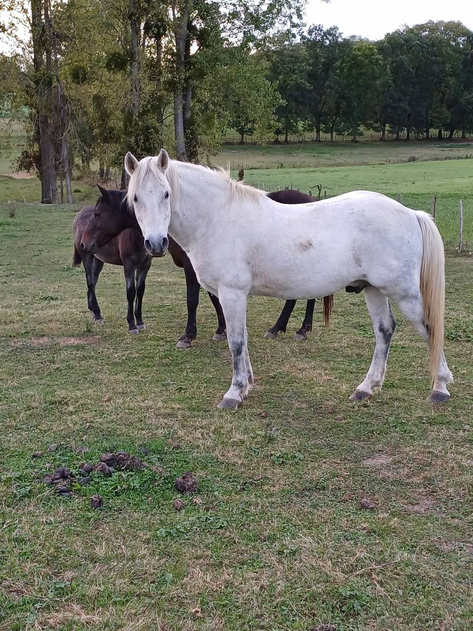 Etalon New forest