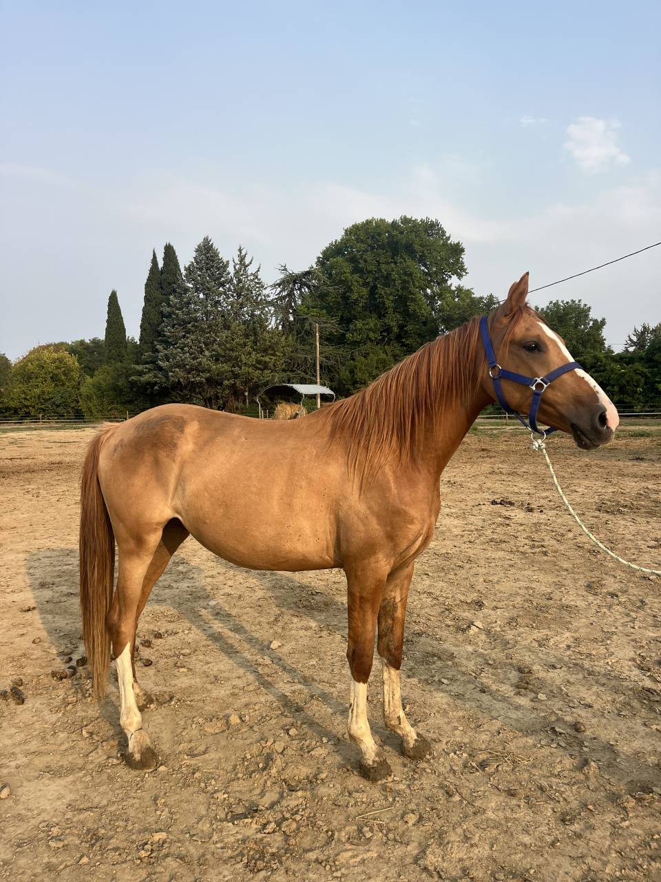 Eskonig, poney BWP