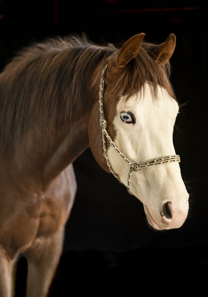 Magnifique quarter horse de 3 ans débourré reining 