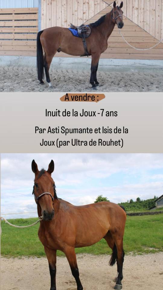Hongre de 7 ans