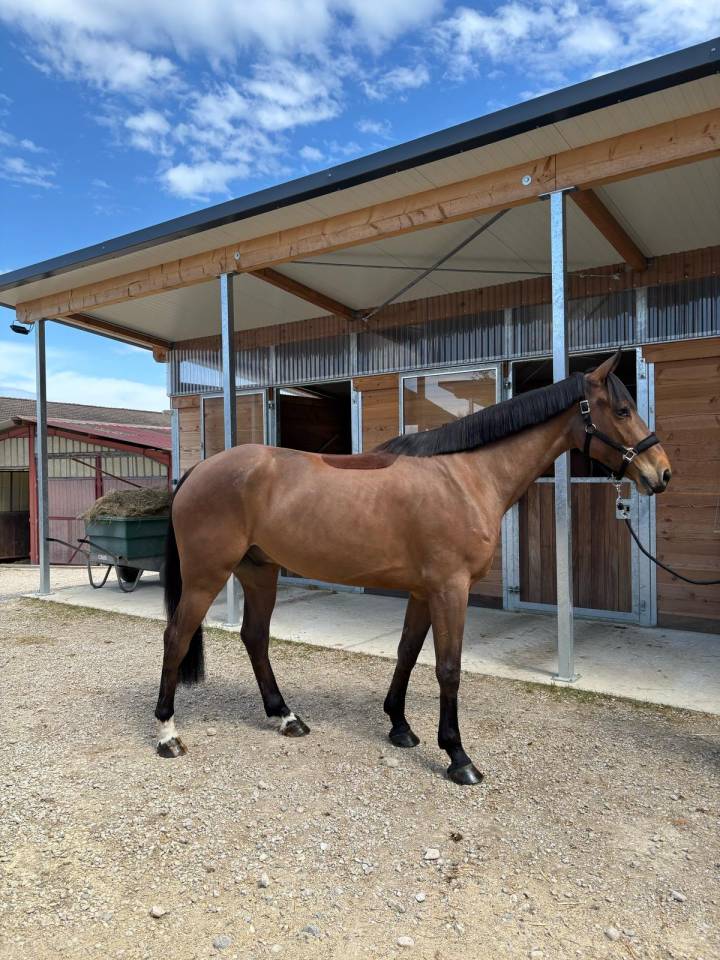 Hongre de 4 ans pour CSO Amateur