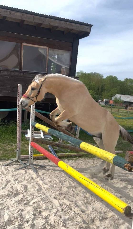 Location poney fjord de 16ans (85)