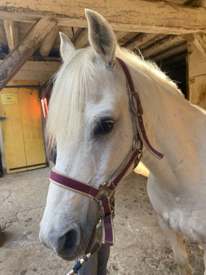 Demi-pension pour un demi poney