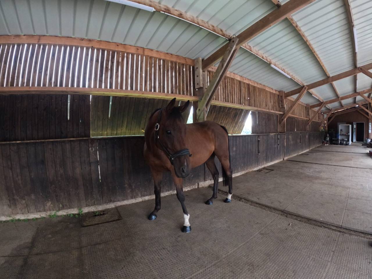Cheval à vendre
