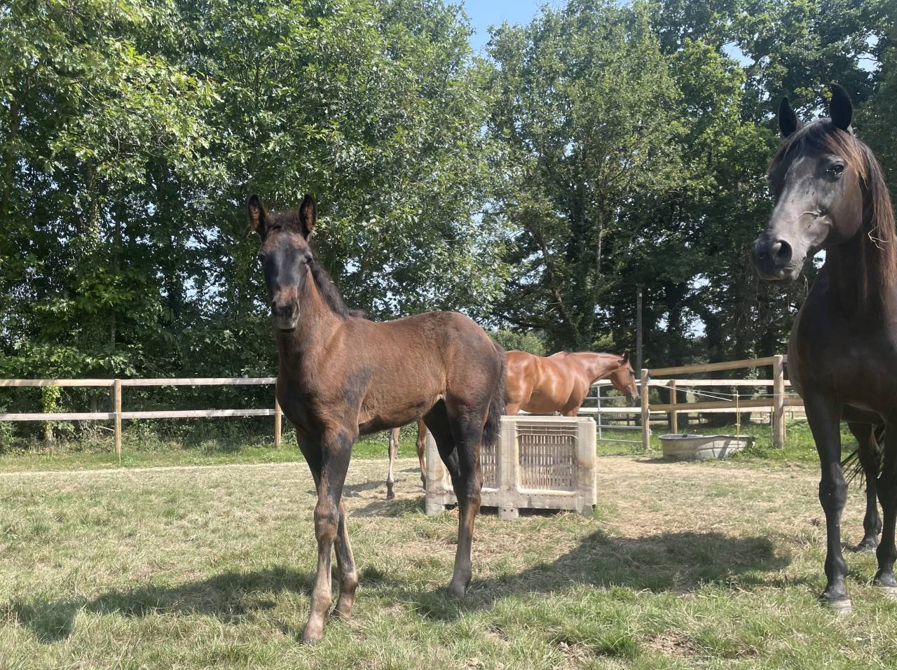 Top pouliche SFO 2025