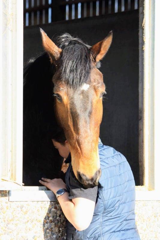 Hongre 13 ans  - SBS - 1M76 - CSO 125/135 