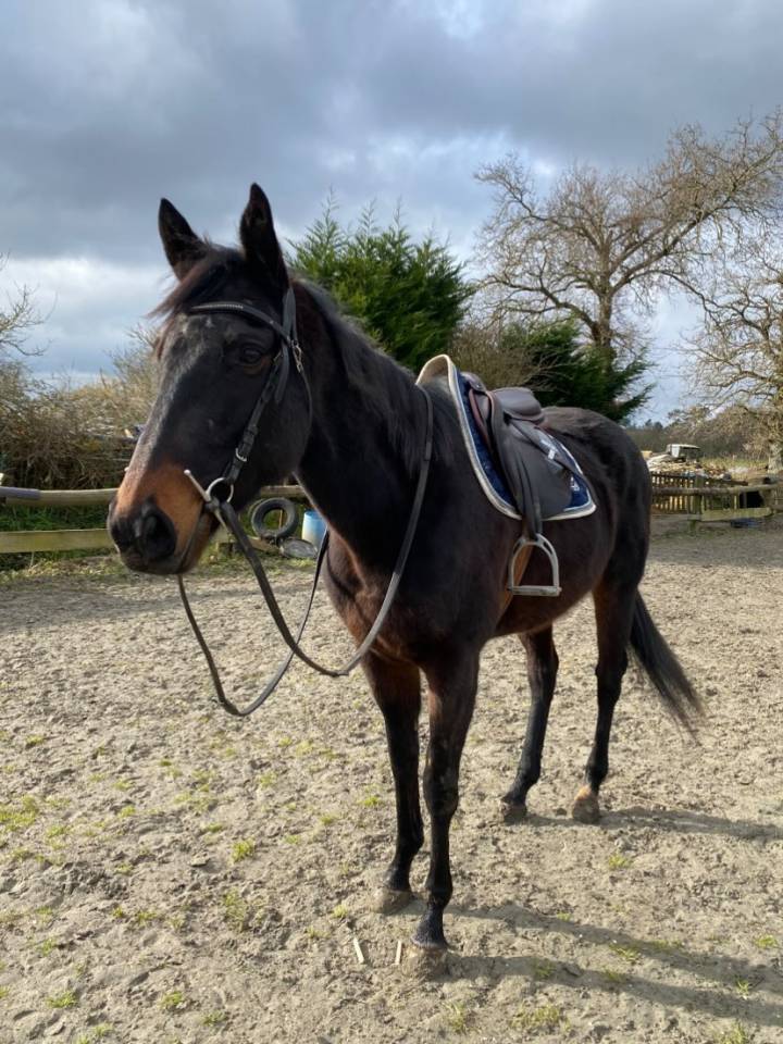 jument Pur-Sang Anglaise de 6 ans