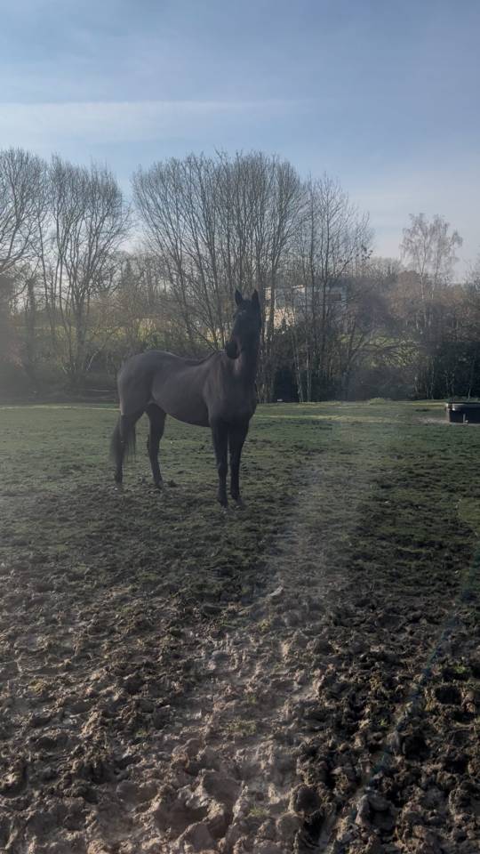 jument Pur-Sang Anglaise de 6 ans