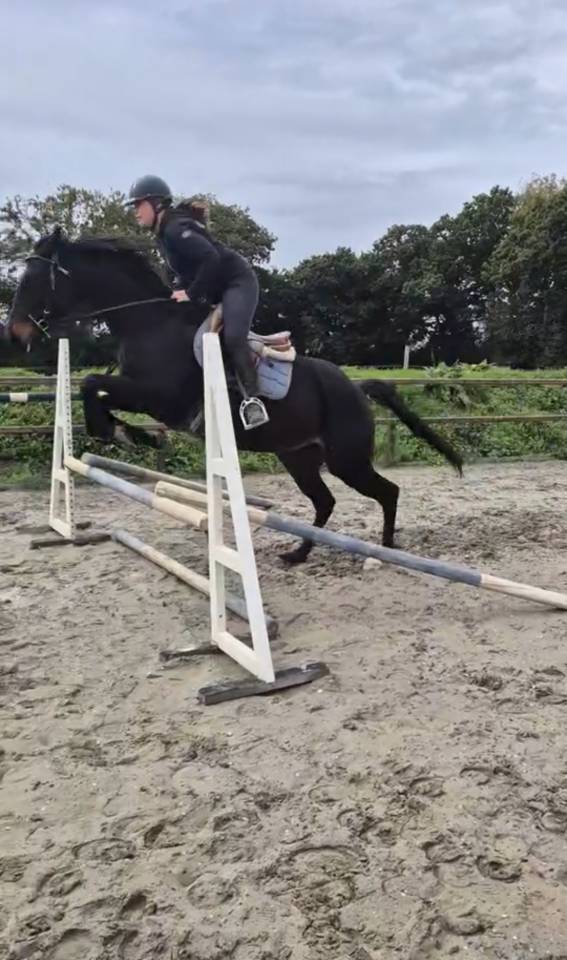 jument Pur-Sang Anglaise de 6 ans