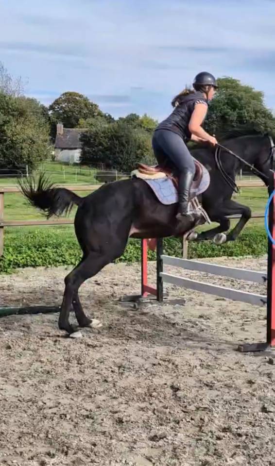 jument Pur-Sang Anglaise de 6 ans