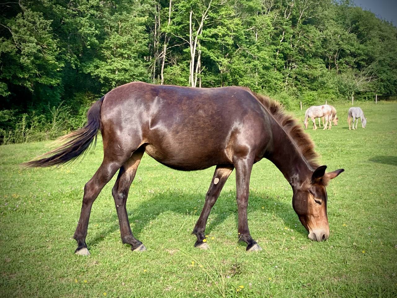 Mule de selle 