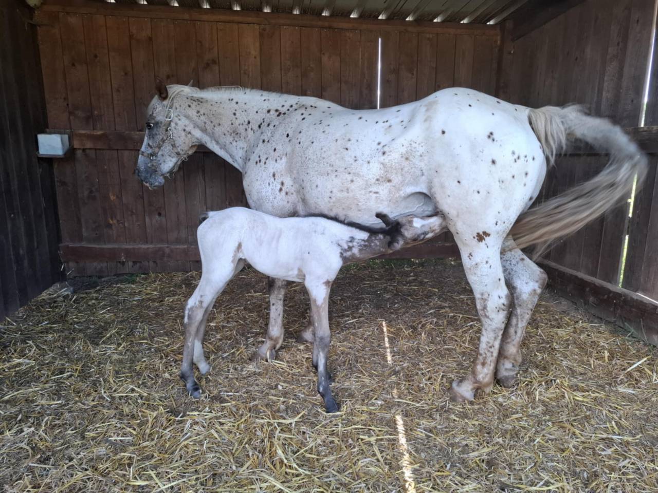 Pouliche PP RBP (crois&eacute;e Appaloosa Fondation)