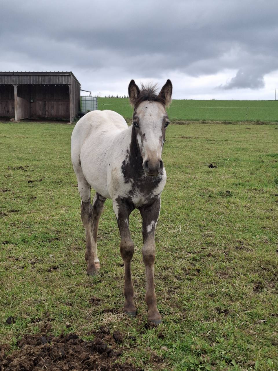 Pouliche PP RBP (crois&eacute;e Appaloosa Fondation)