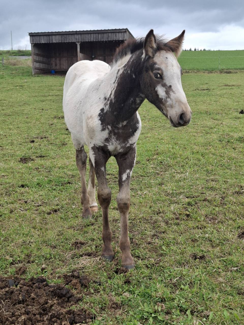 Pouliche PP RBP (crois&eacute;e Appaloosa Fondation)