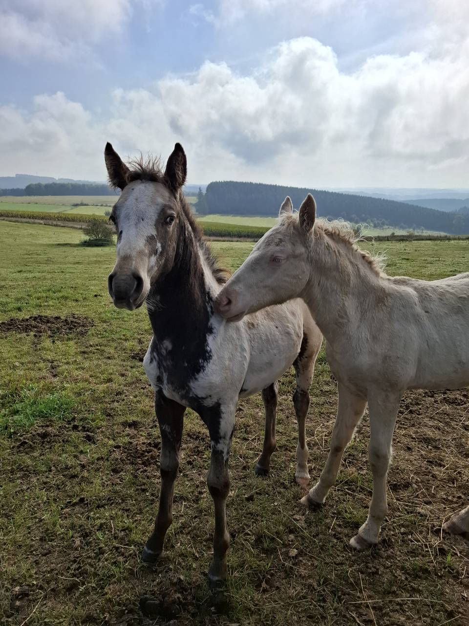 Pouliche PP RBP (crois&eacute;e Appaloosa Fondation)