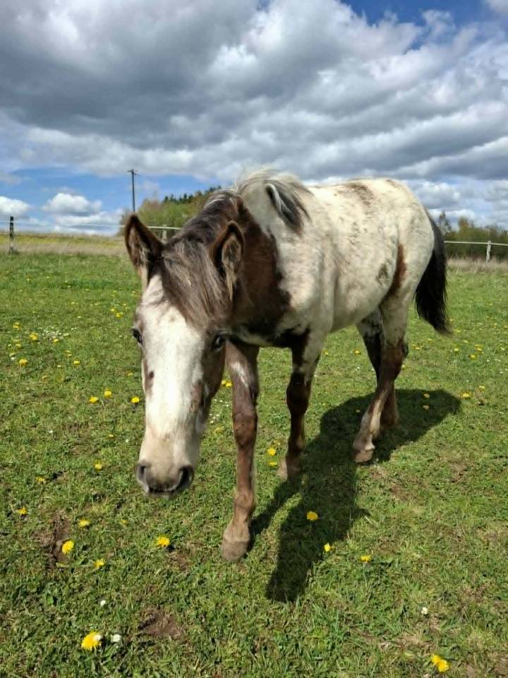 Pouliche PP RBP (crois&eacute;e Appaloosa Fondation)