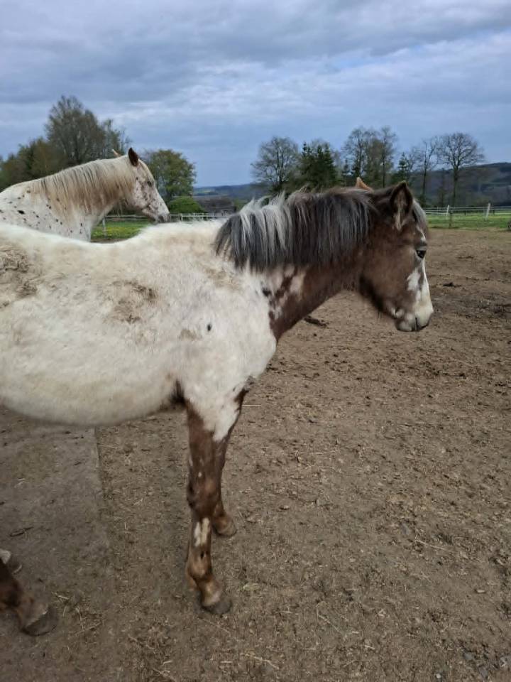 Pouliche PP RBP (crois&eacute;e Appaloosa Fondation)