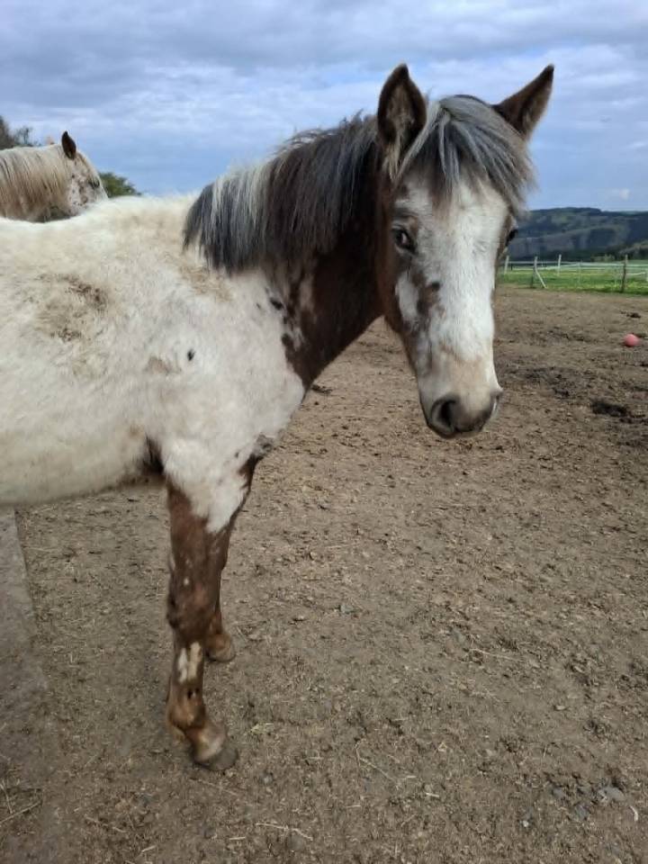 Pouliche PP RBP (crois&eacute;e Appaloosa Fondation)