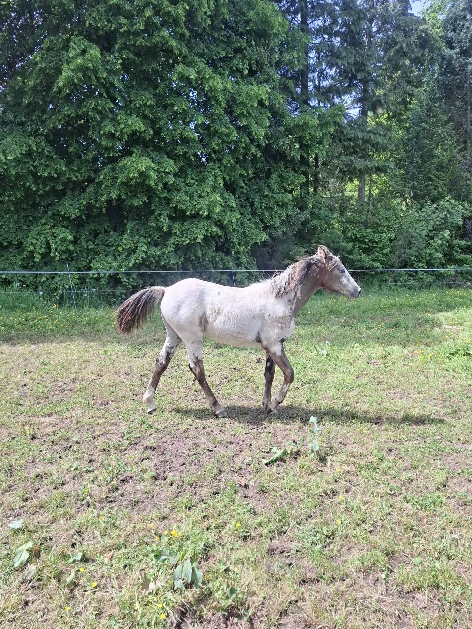 Pouliche PP RBP (crois&eacute;e Appaloosa Fondation)