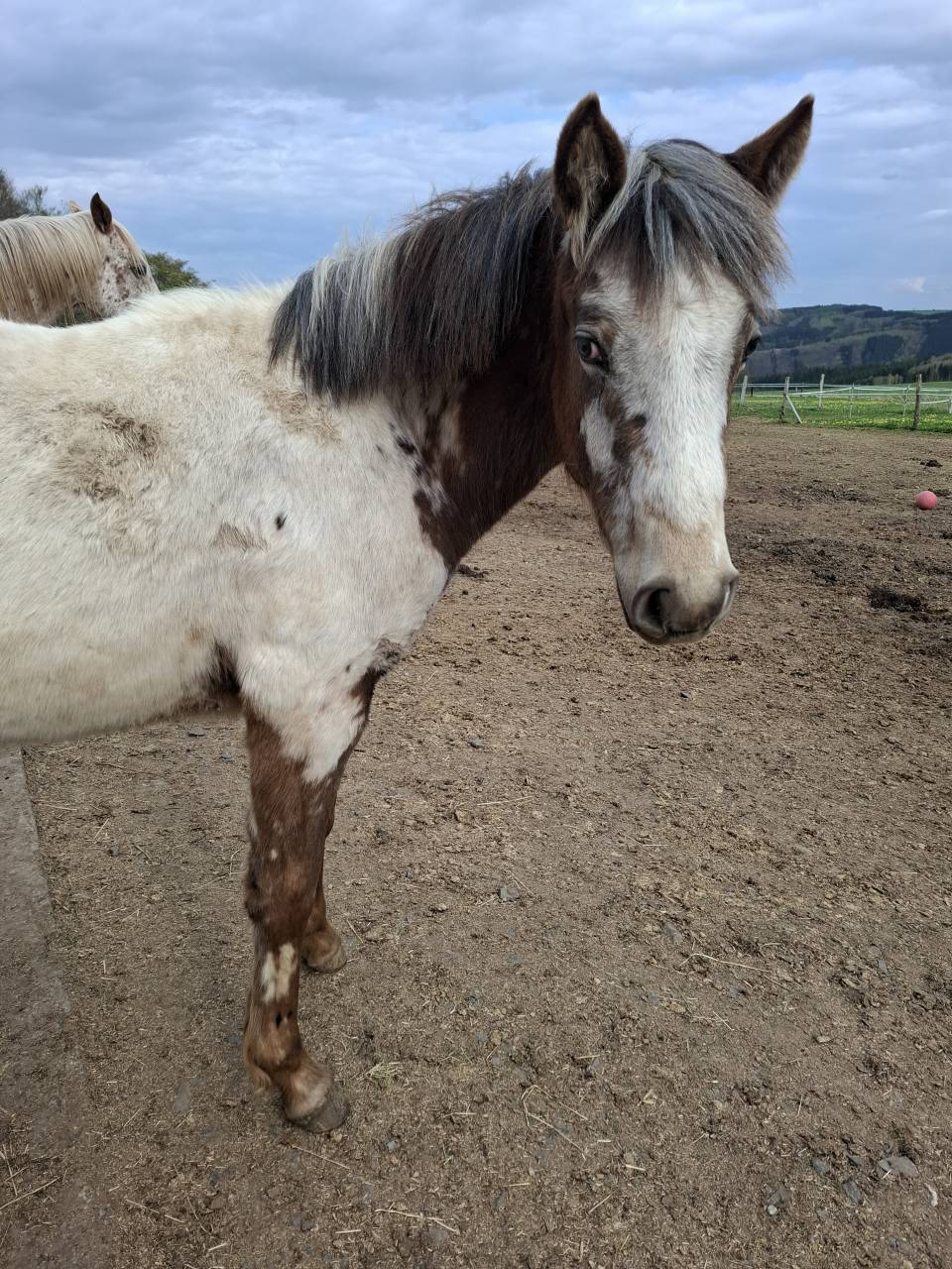 Pouliche PP RBP (crois&eacute;e Appaloosa Fondation)