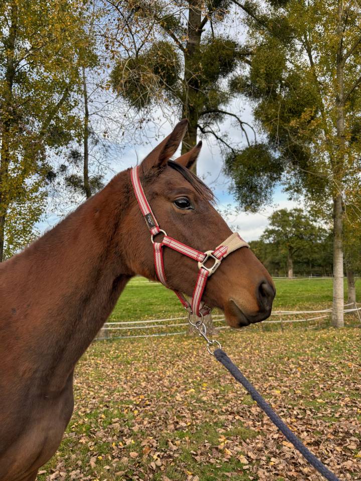 Naya Dtroism - Écurie de Fly