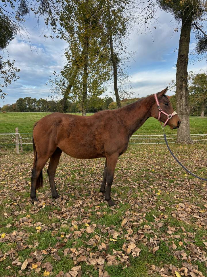 Naya Dtroism - Écurie de Fly