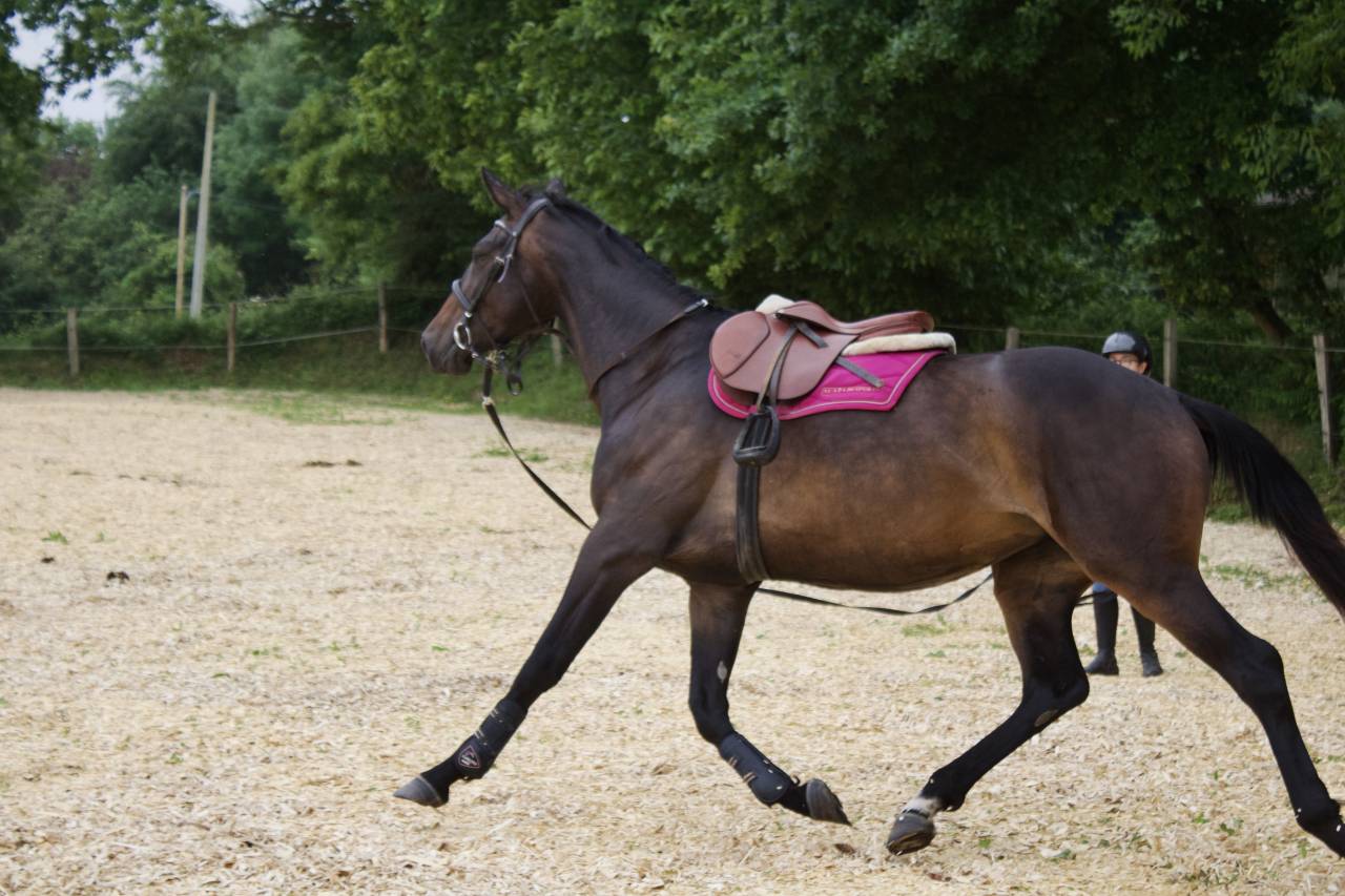 Pension et Dépôt Vente - Écurie de Fly