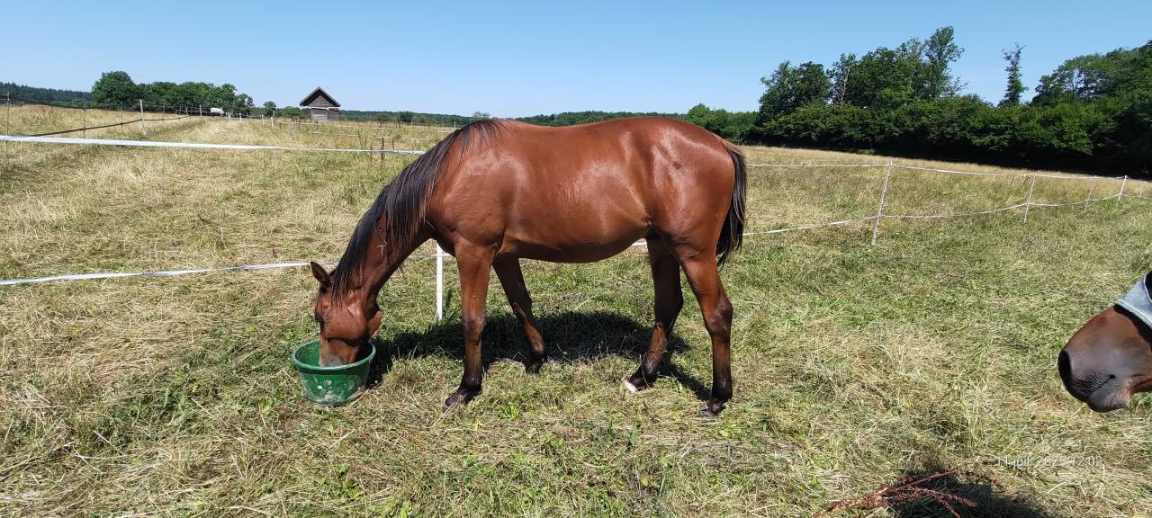 Poulain 1 an SF par Arezzo vdl