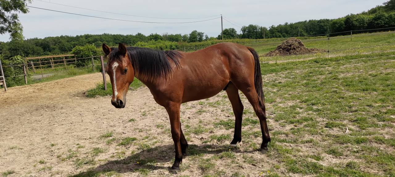 Poulain 1 an SF par Arezzo vdl