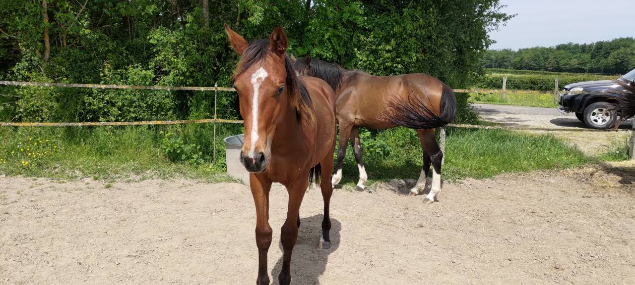 Poulain 1 an SF par Arezzo vdl