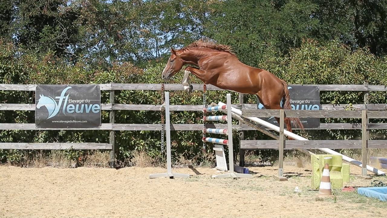 Mâle 3 ans Diamant de Semilly
