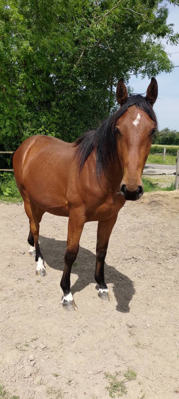 Hongre SF par Andiamo semilly 