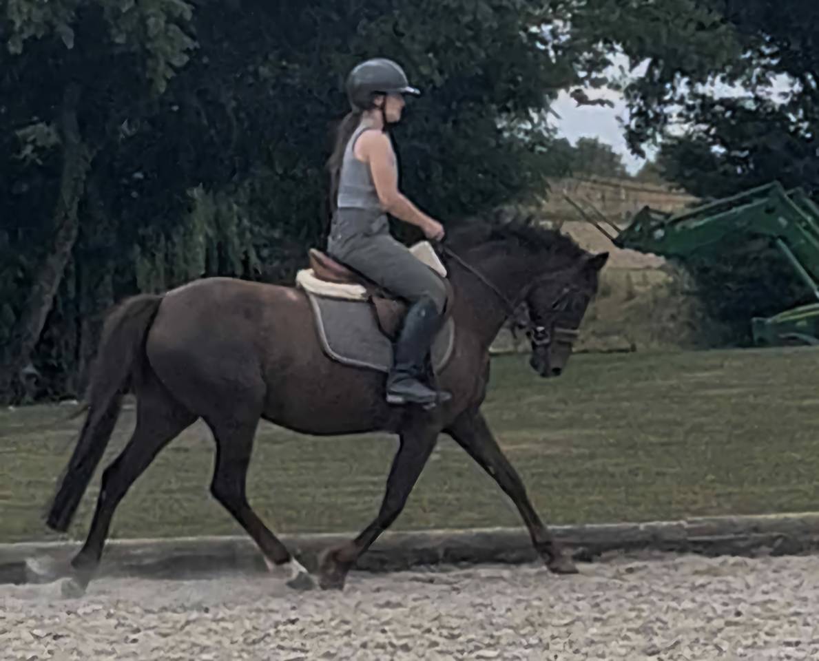 Ponette D orientation dressage - complet 