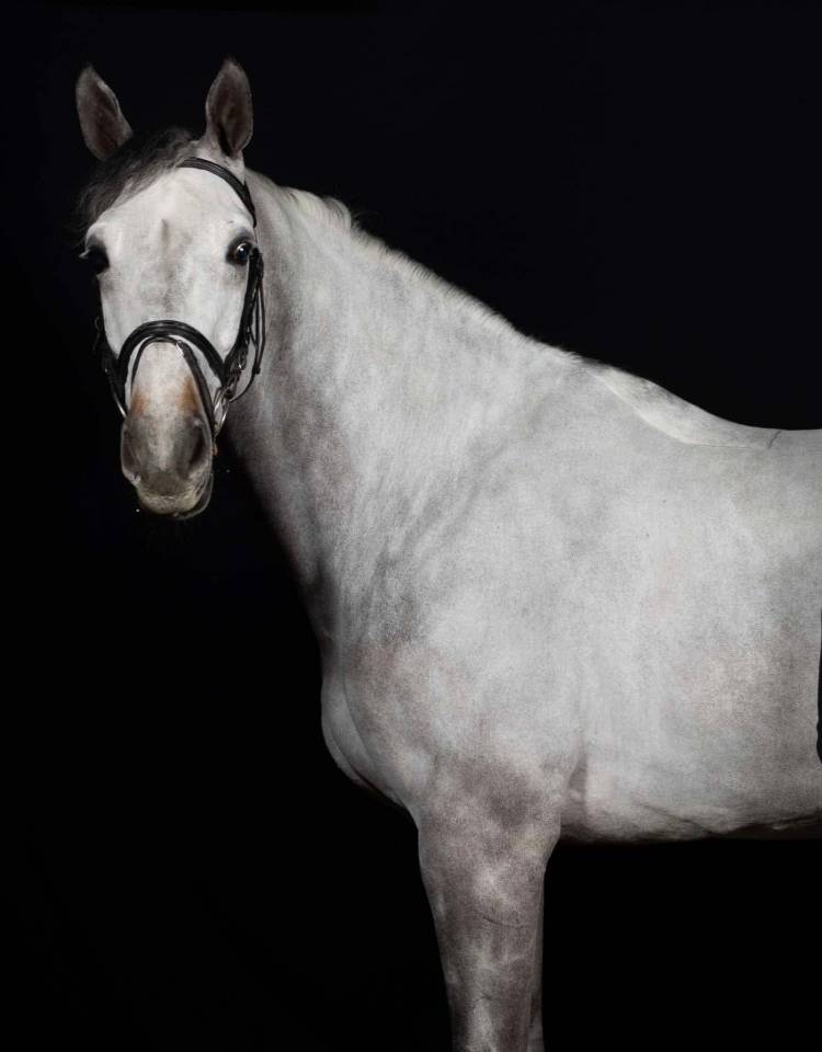 Cheval à vendre 