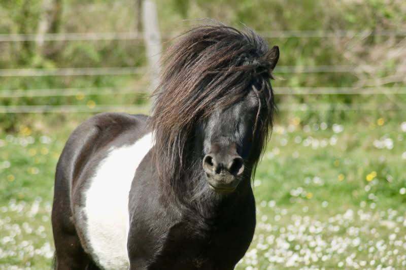 Étalon shetland pp