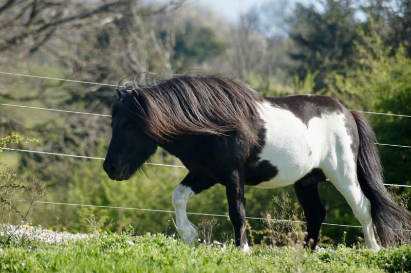 Étalon shetland pp