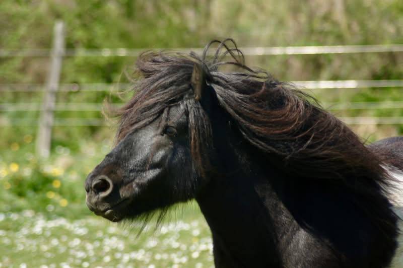 Étalon shetland pp