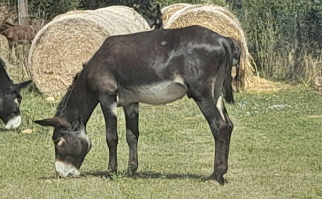 EXCELENTE SEMENTAL DE BURRO CATALÁN DE 5 AÑOS