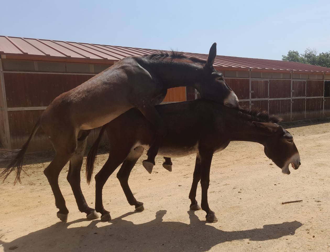 EXCELENTE SEMENTAL DE BURRO CATALÁN DE 5 AÑOS