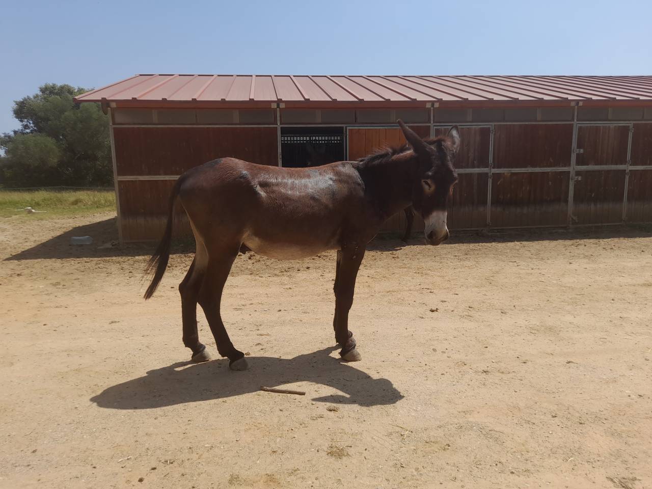 EXCELENTE SEMENTAL DE BURRO CATALÁN DE 5 AÑOS