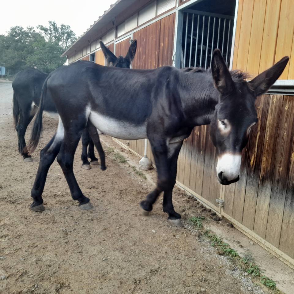 EXCELENTE SEMENTAL DE BURRO CATALÁN DE 5 AÑOS