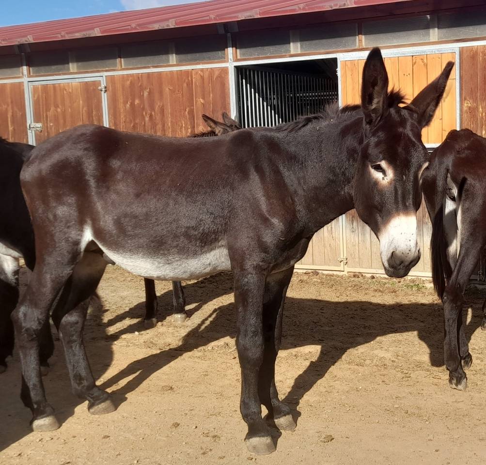 EXCELENTE SEMENTAL DE BURRO CATALÁN DE 5 AÑOS