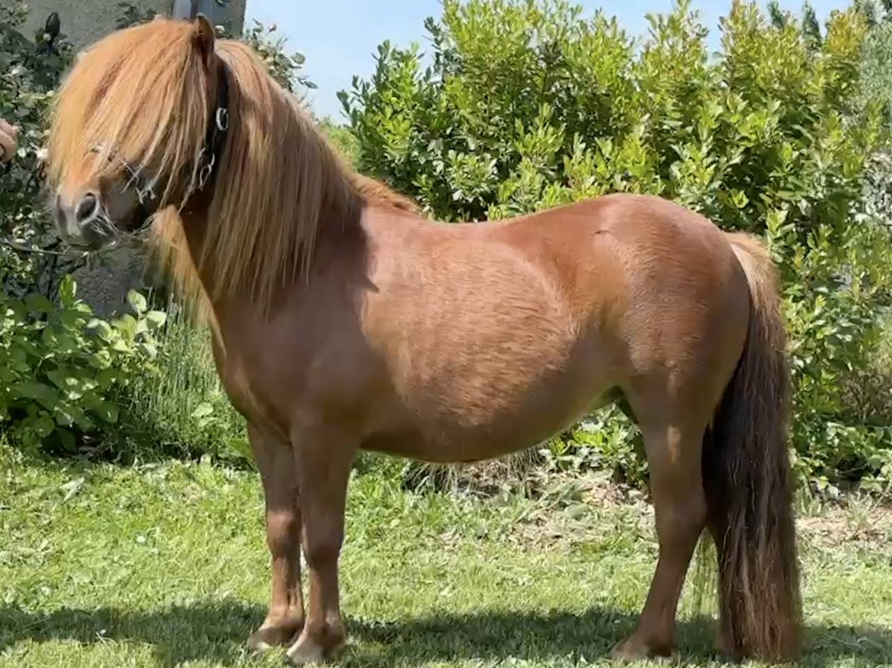 Ponette shetland