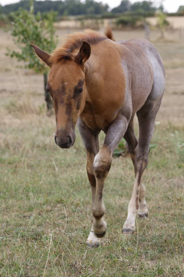 Quarter horse et quarter pony