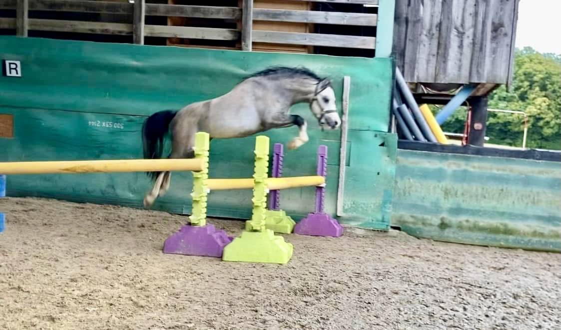 Welsh pony PP entier