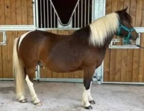 PONEY 1.25 CM 10 ans