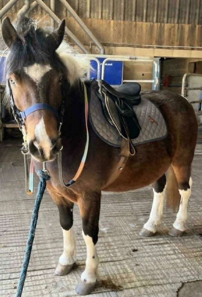 PONEY 1.25 CM 10 ans