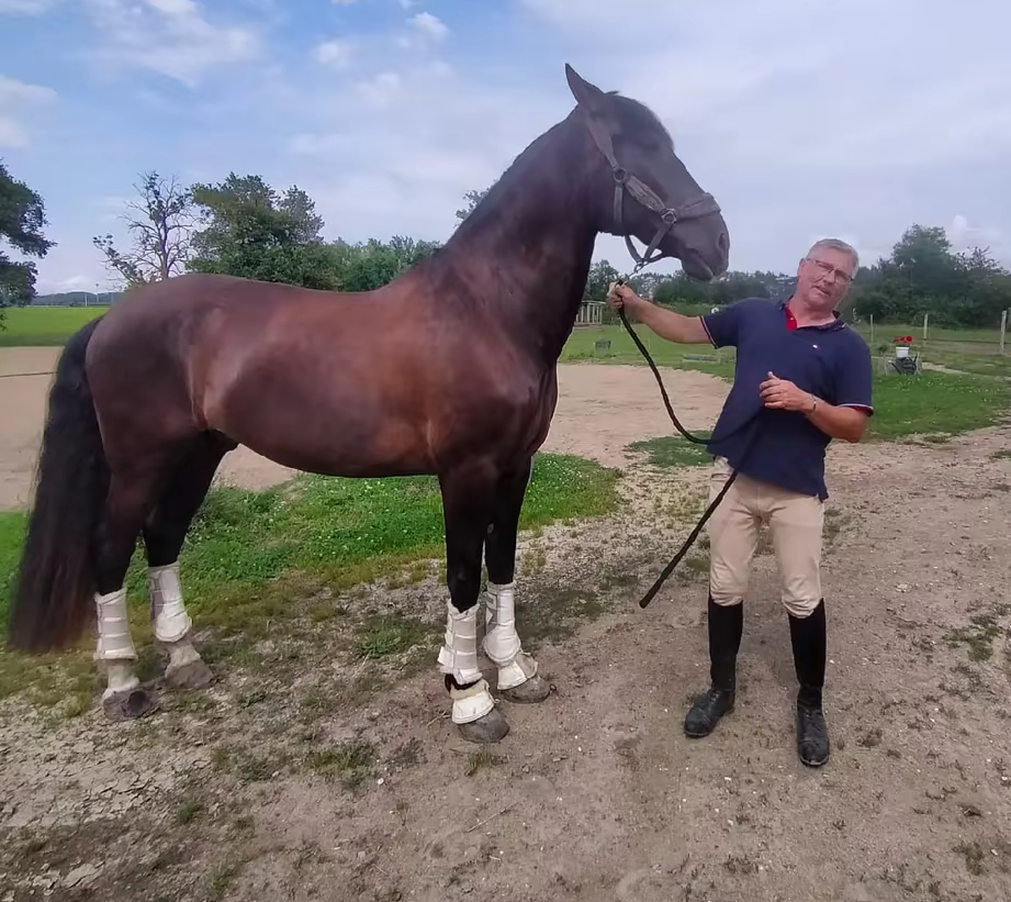 Cheval dressage espagnol 