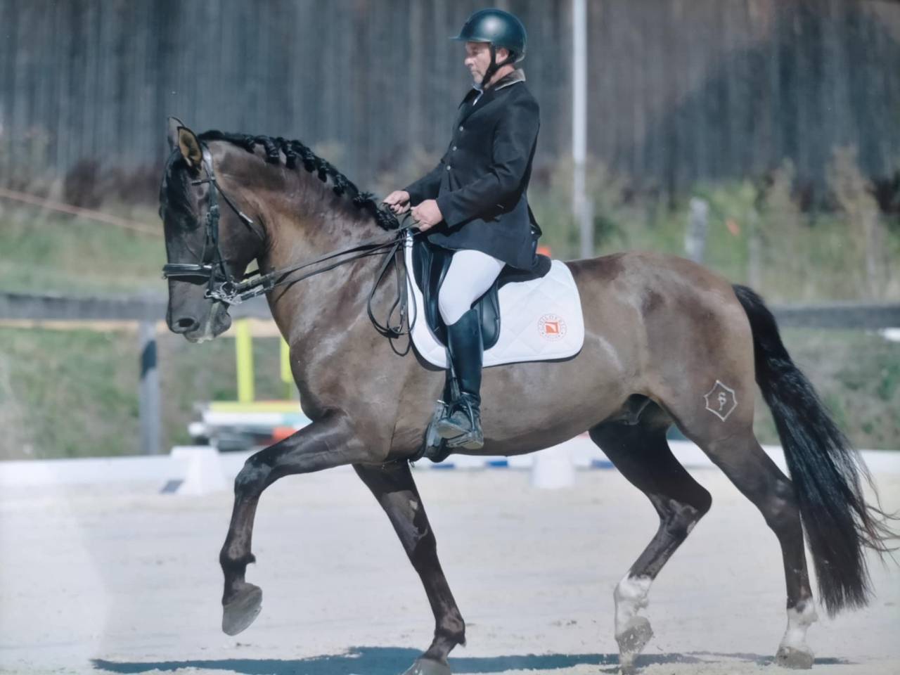 Cheval dressage espagnol 